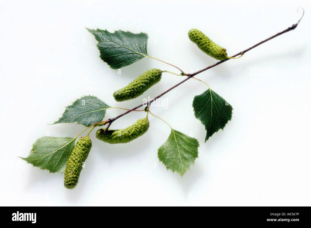 Silver birch or warty birch Cut Out Stock Images & Pictures Alamy