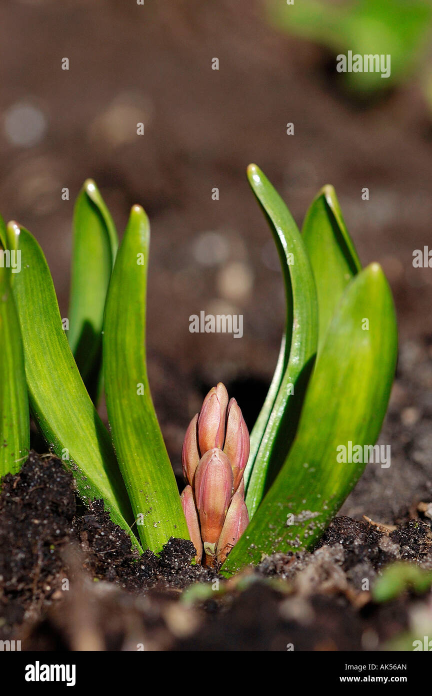 Hyacinth Stock Photo
