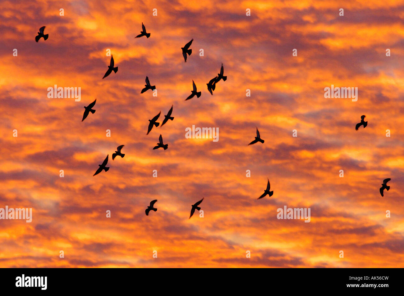 Feral Pigeons Stock Photo