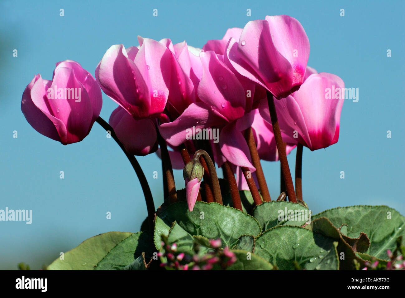 Sowbread hi-res stock photography and images - Alamy