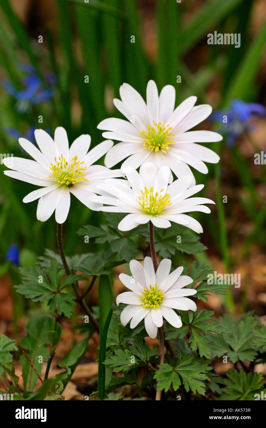 Anemones Stock Photo