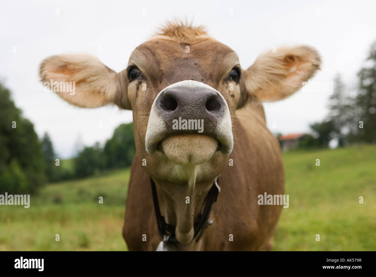 Dairy cow Allgaeu Bavaria Germany Stock Photo