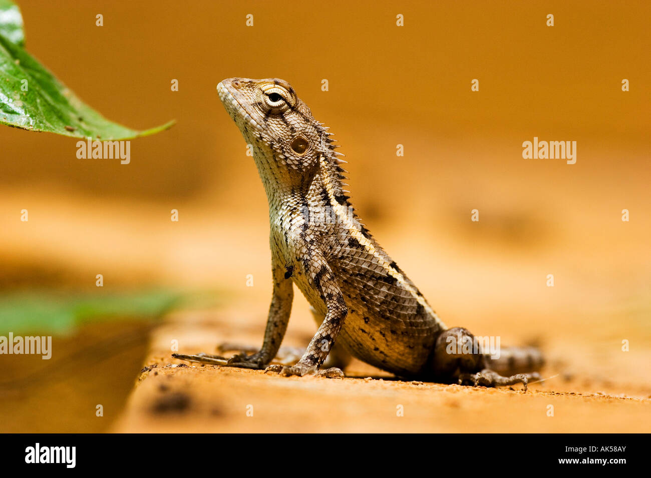 Indian Garden Lizard / Changeable Lizard Stock Photo Alamy