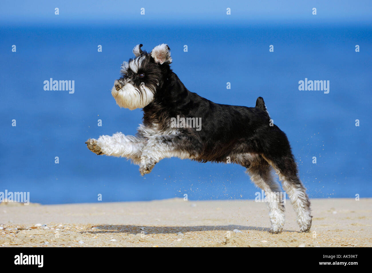 how high can a schnauzer jump