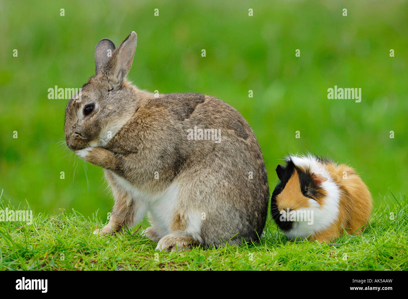 Dwarf Rabbit and Guinea Pig Stock Photo Alamy