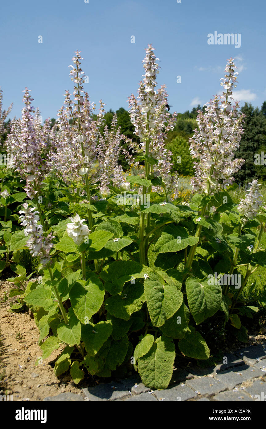 Muscatel Sage Stock Photo