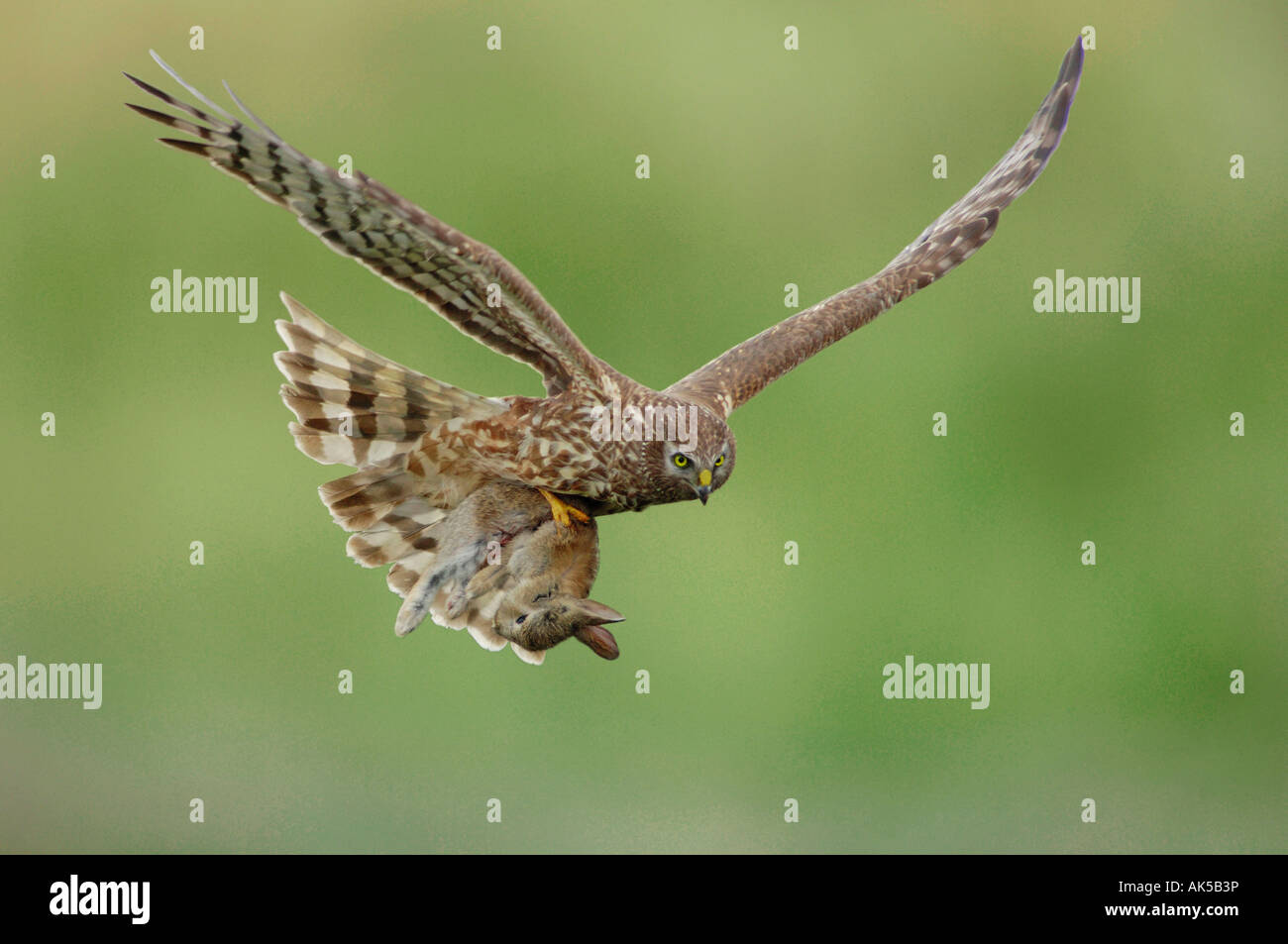 Female with seized rabbit hi-res stock photography and images - Alamy