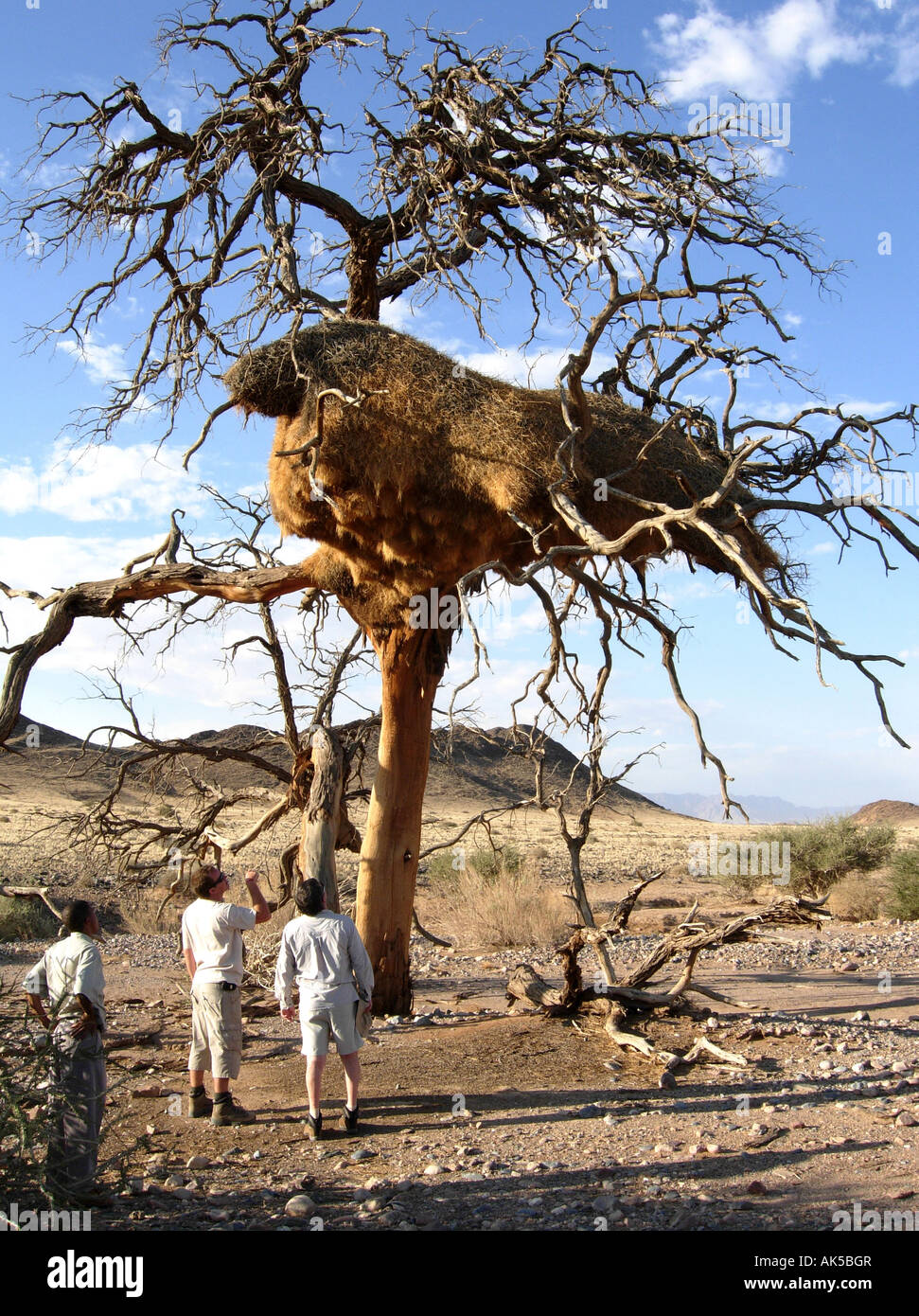 Ranger Pointing Out The Camel Thorn Or Acacia Tree With The Nests Of Stock Photo Alamy