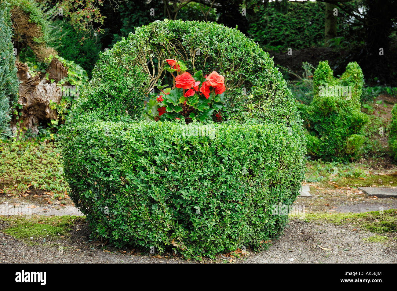 Blooming geranium buxus sempervirens hi-res stock photography and images - Alamy