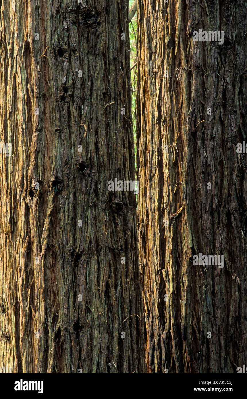 Redwoods in Navarro River Redwoods State Park, California, USA Stock Photo