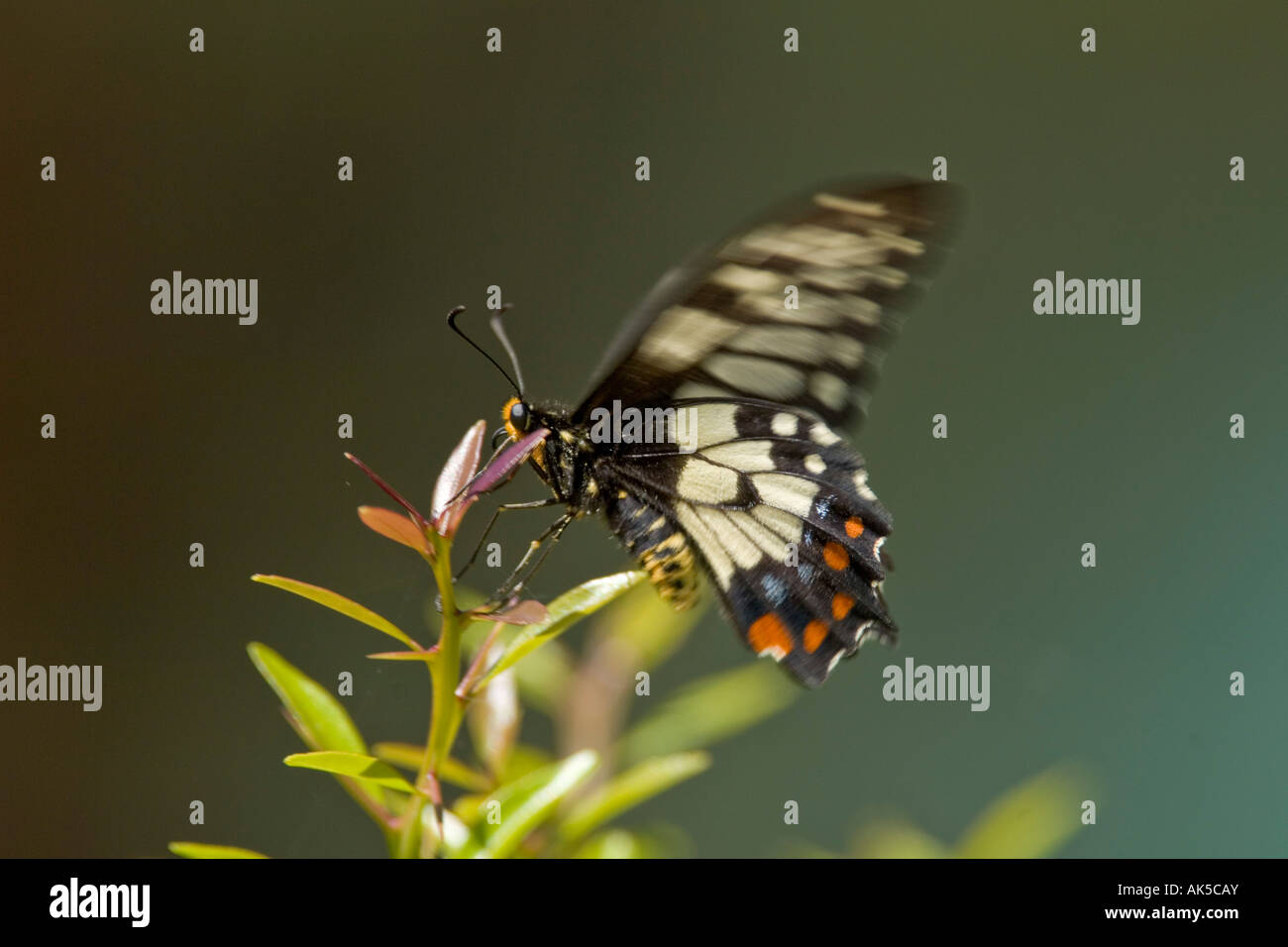 Dainty Swallowtail butterfly Papilio anactus New South Wales Australia Stock Photo