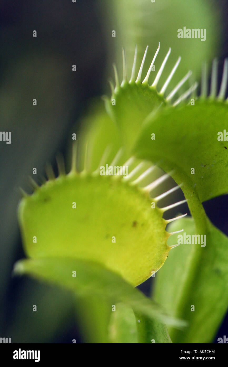 venus fly trap Stock Photo Alamy