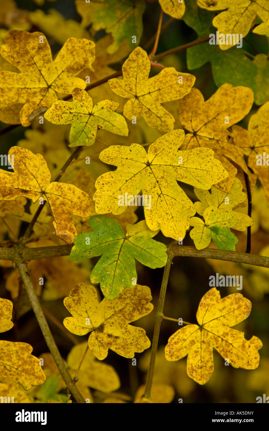 Field Maple (Acer campestre) Leaves in autumn Stock Photo