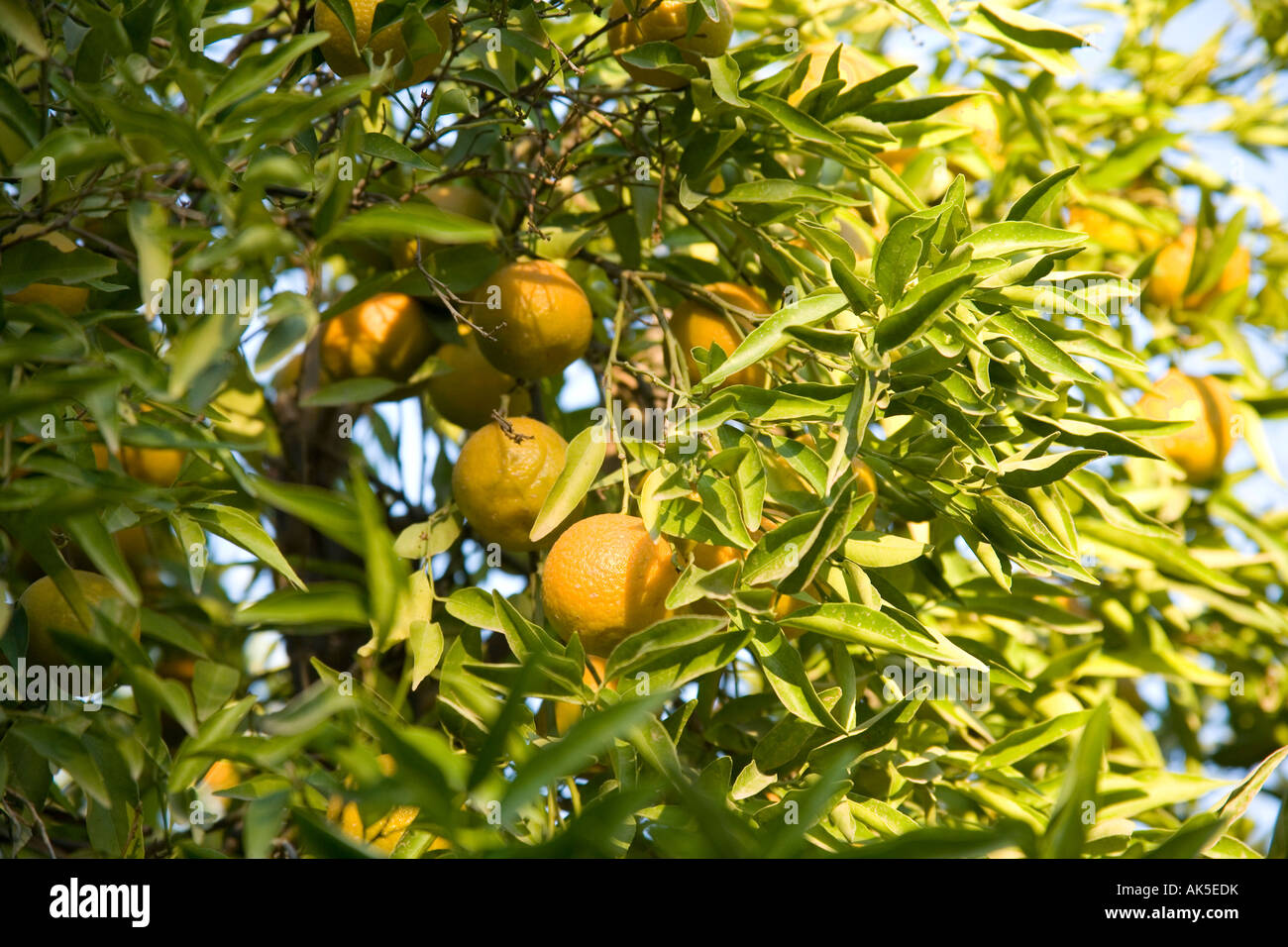 Oranges growing on the tree Marrakech, Morocco, North Africa. Stock Photo