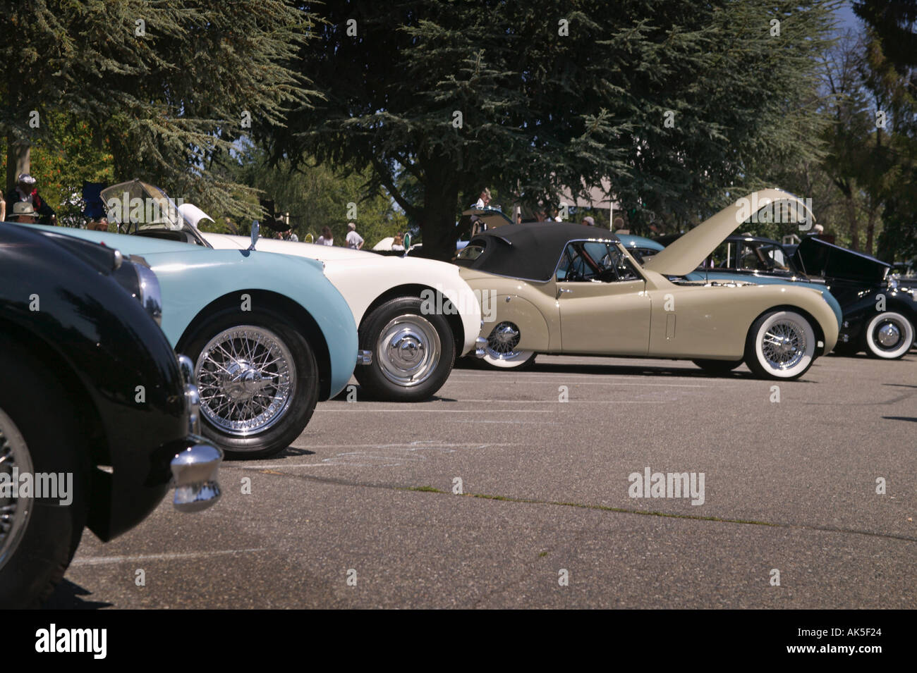 Tan 1935 XK120 stands out in line of Jaguar sports cars at All British Field Meet classic car