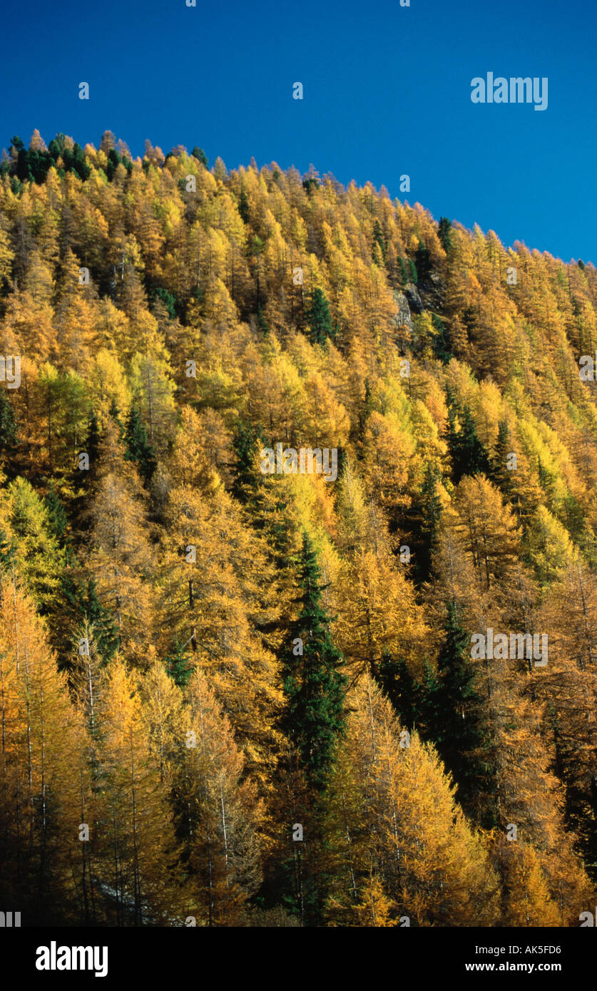 Mountain Forest with European Larchs in autumn Switzerland Larix decidua Bergwald mit Europaeischen Laerchen im Herbst Schweiz Stock Photo