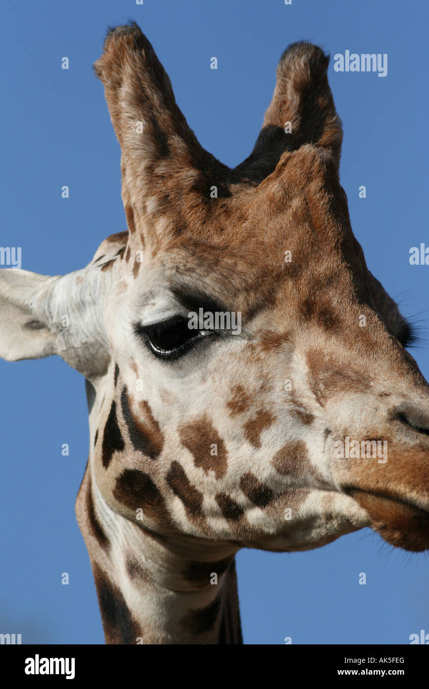 rothschild giraffe Giraffa camelopardalis rothschildi Stock Photo - Alamy