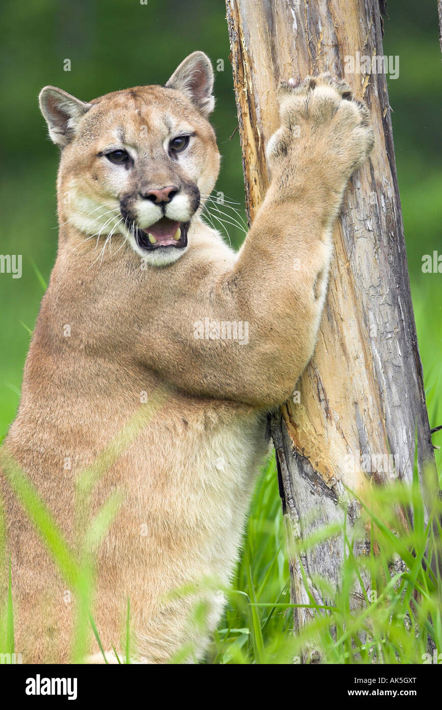 Cougar Stock Photo 14892287 Alamy