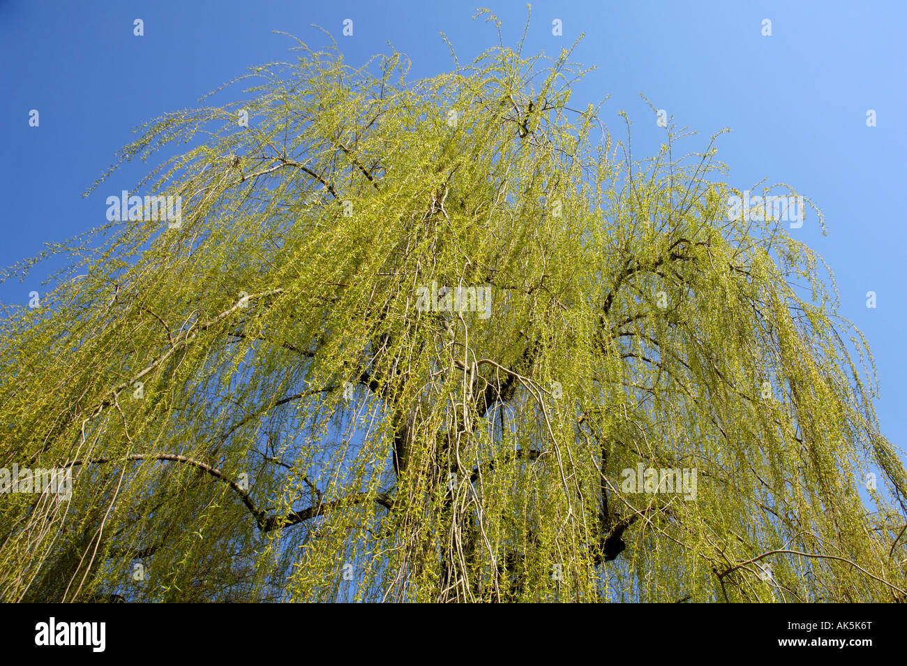 Golden Weeping Willow Stock Photo