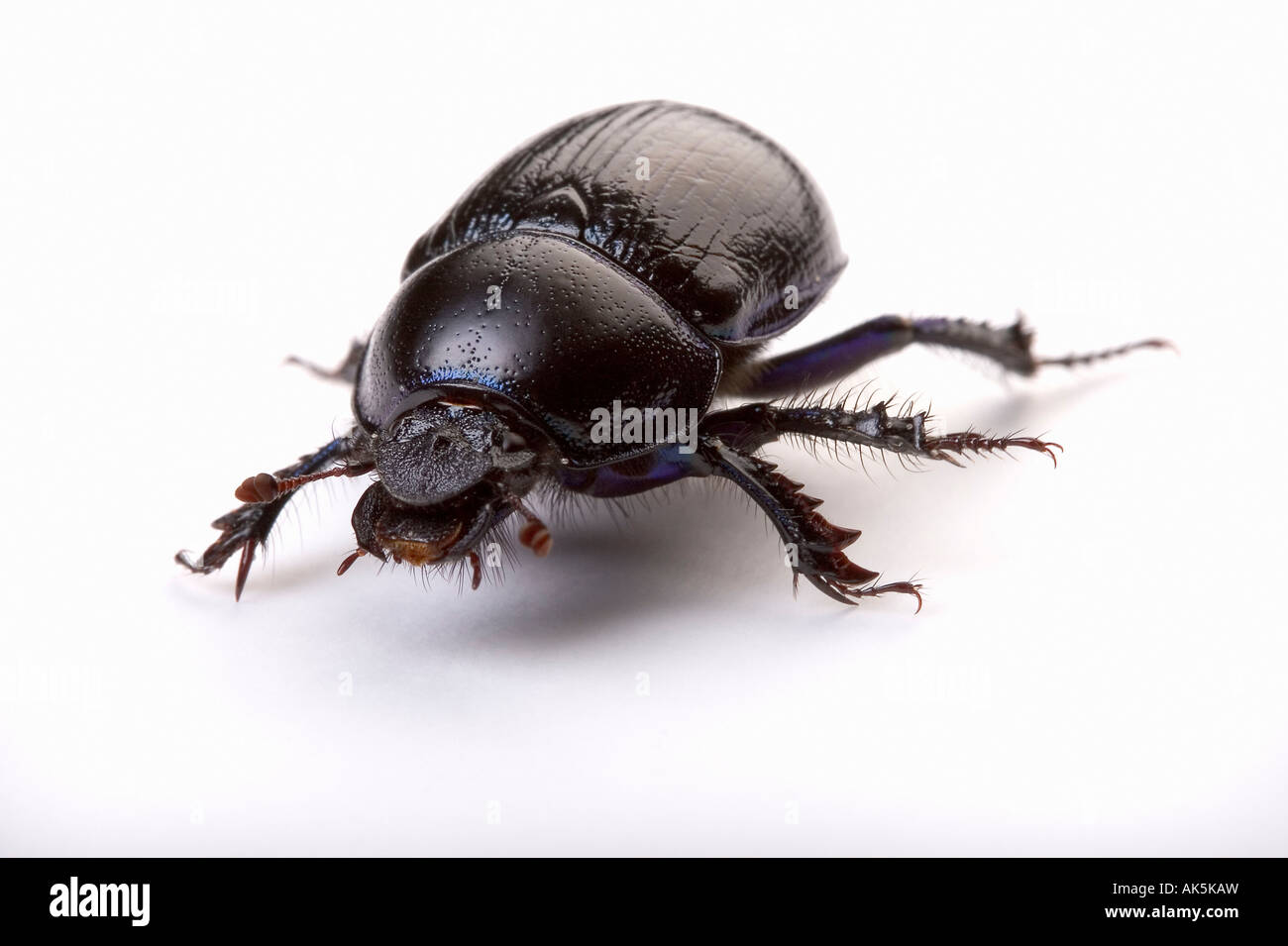 Common Dor Beetle Stock Photo