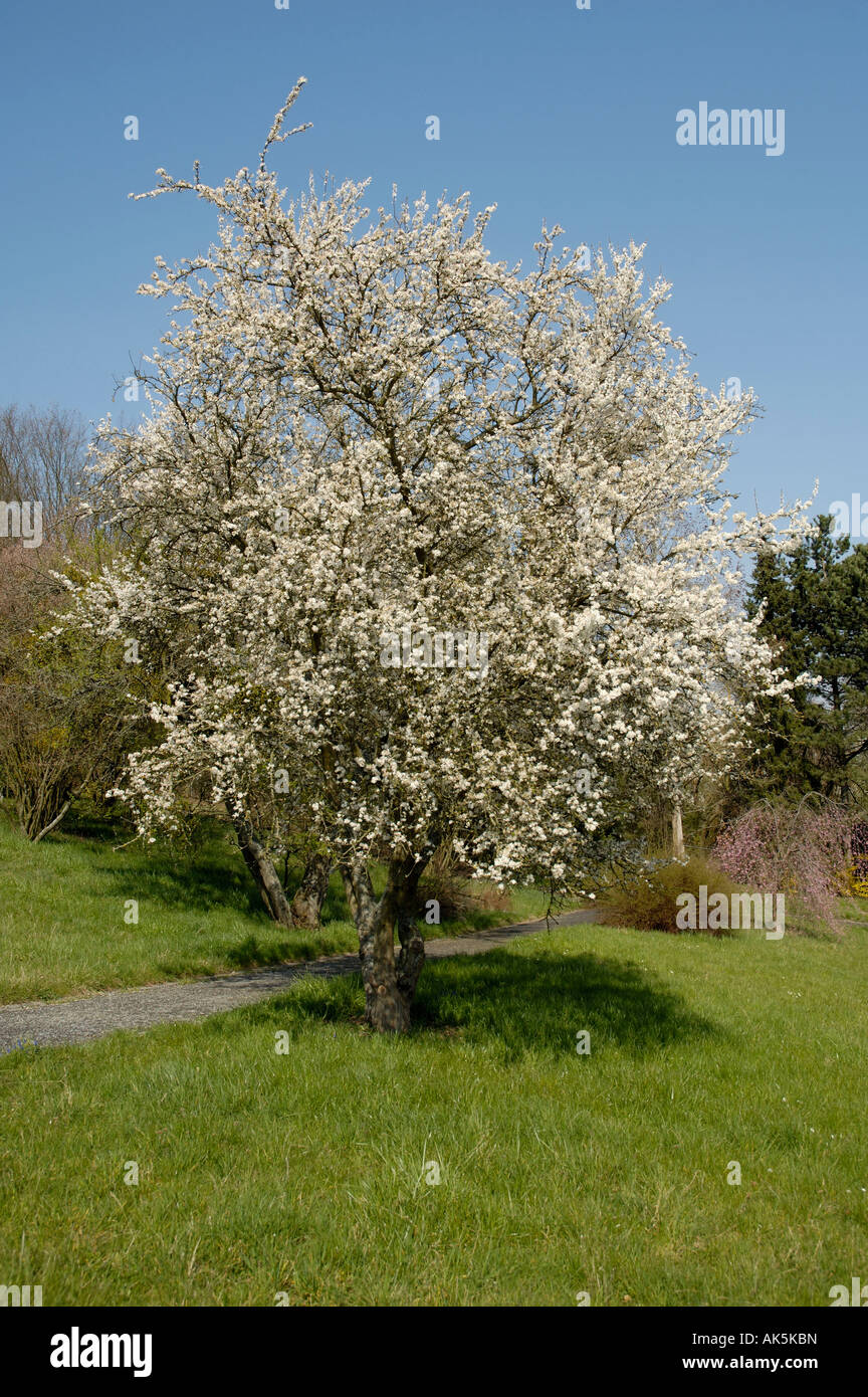 Upright flowering cherry trees hires stock photography and images Alamy