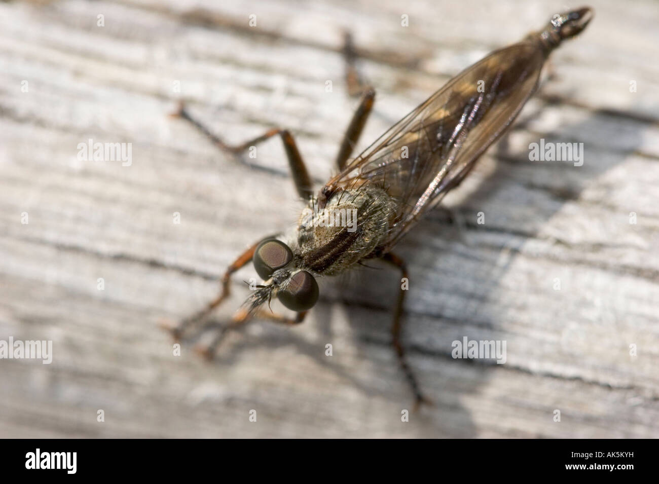 Common Awl Robberfly Stock Photo Alamy