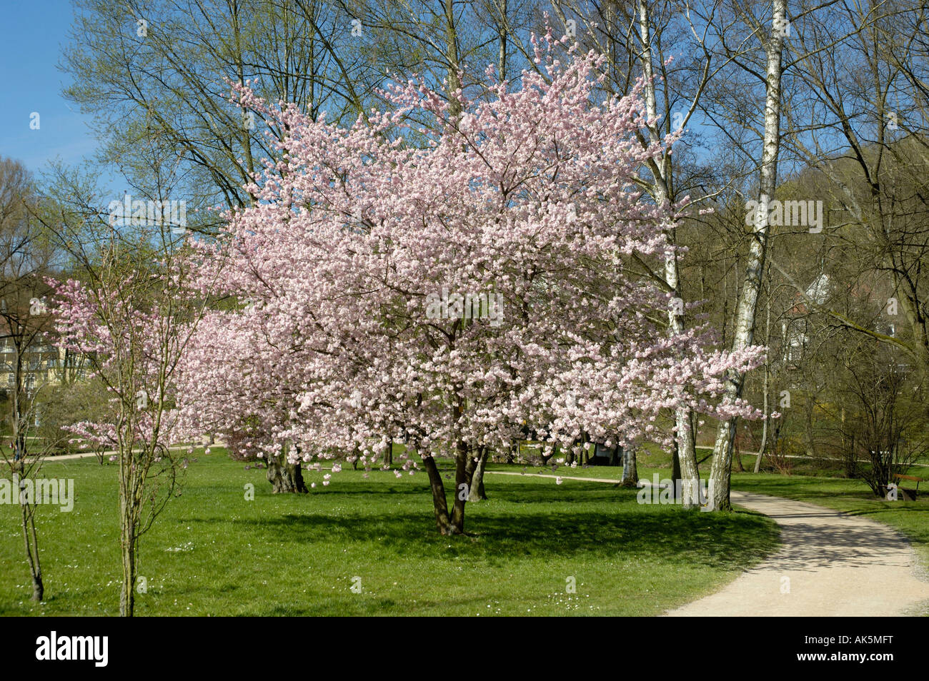 Accolade Flowering Cherry Stock Photo