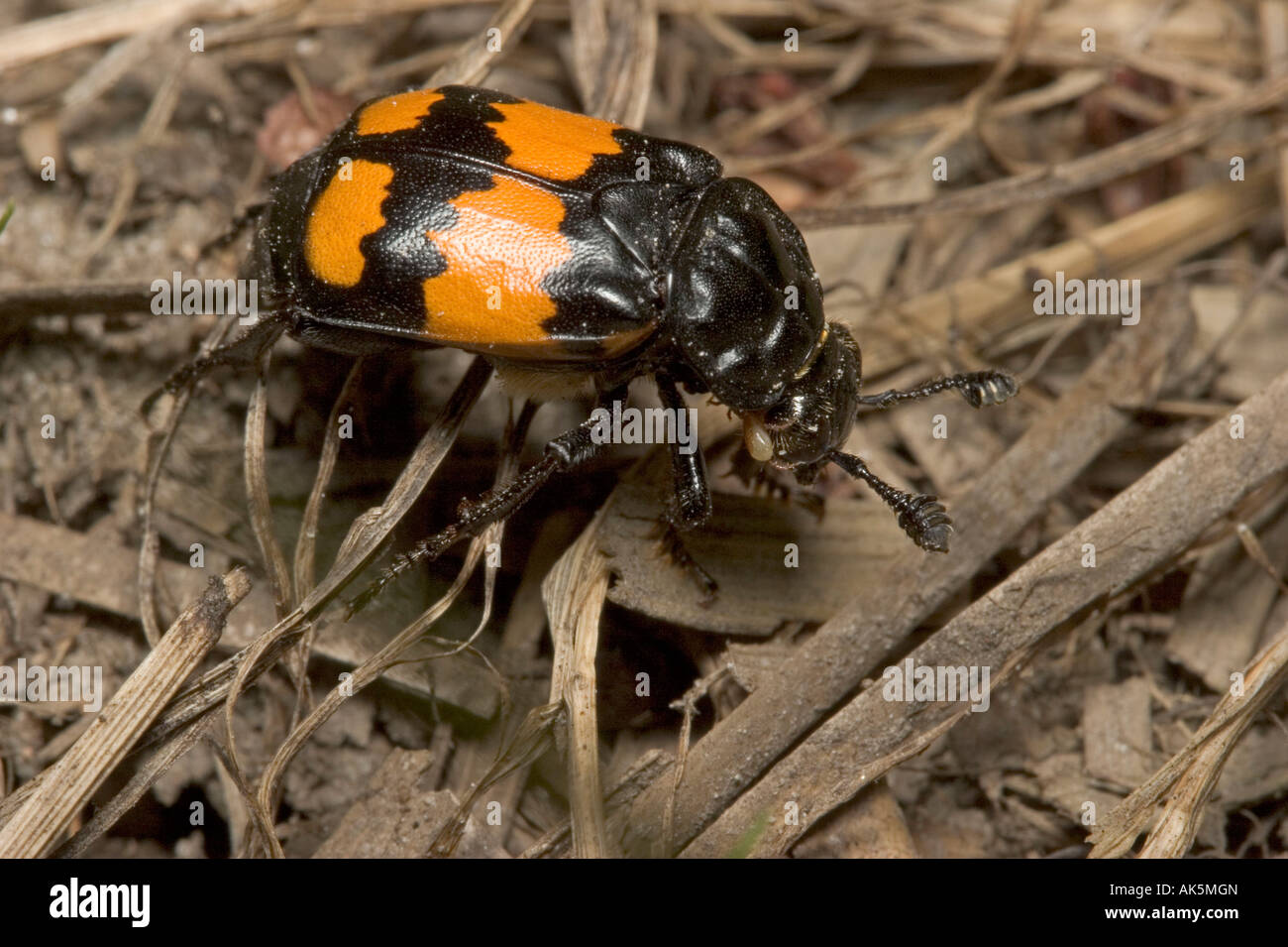 Burying Beetle Stock Photo