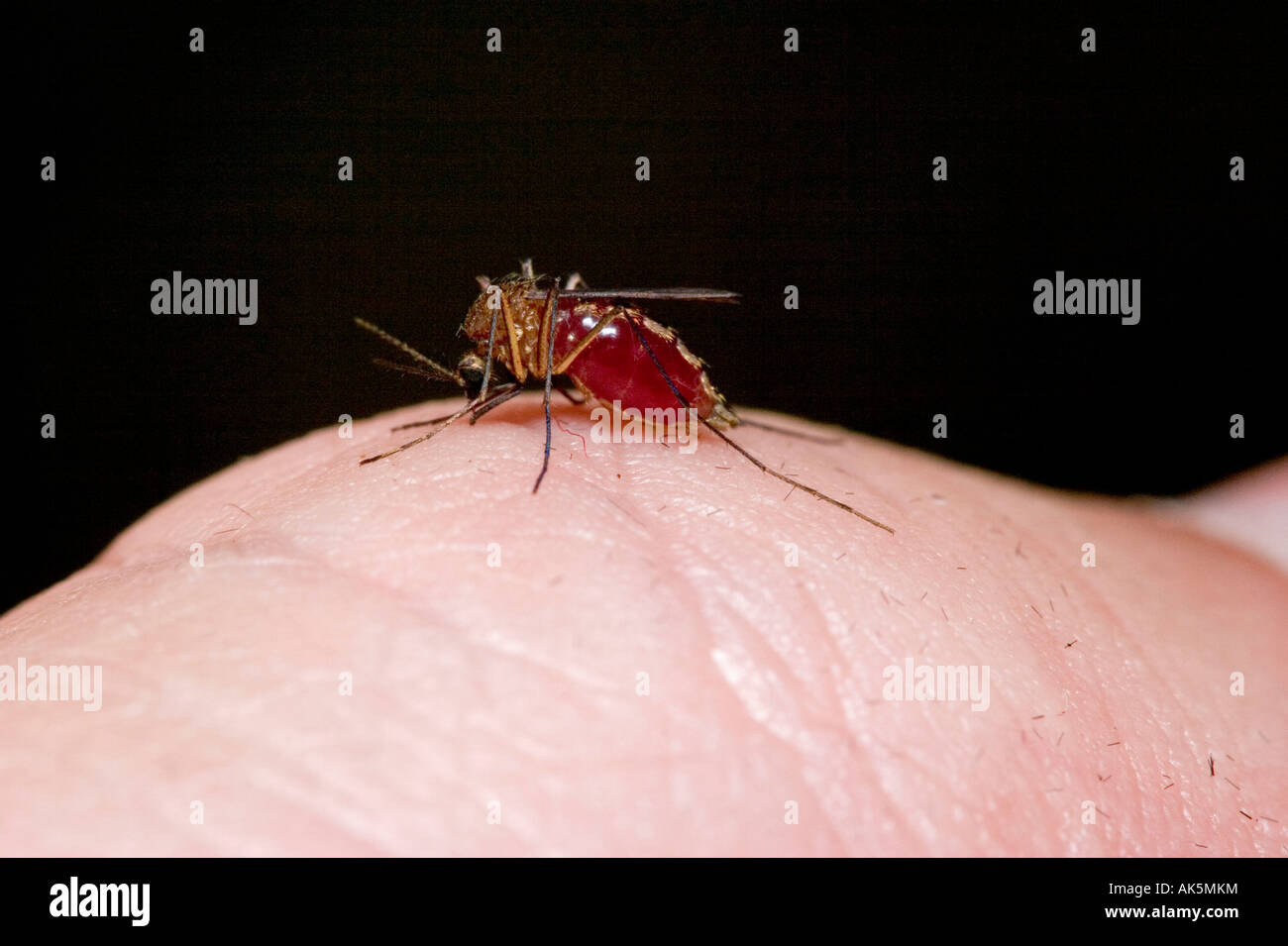 House Mosquito Stock Photo Alamy