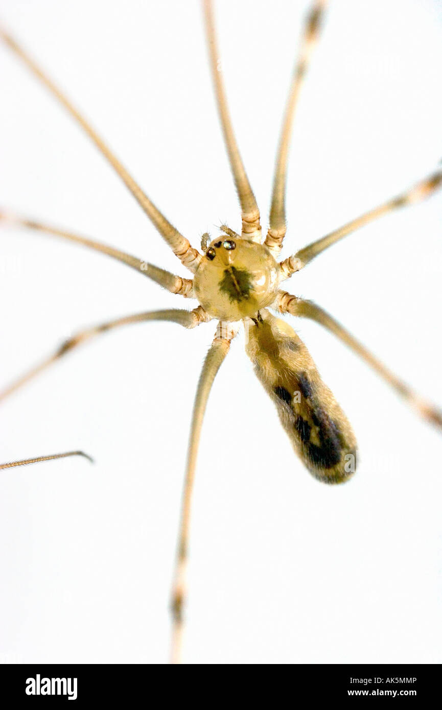 female long bodied cellar spider