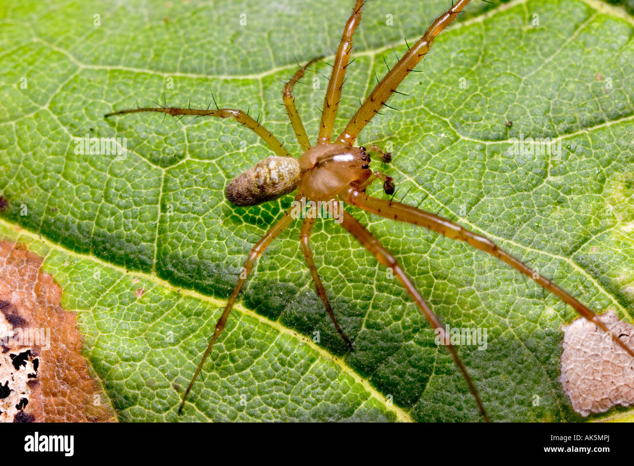 What do long bodied cellar spiders eat