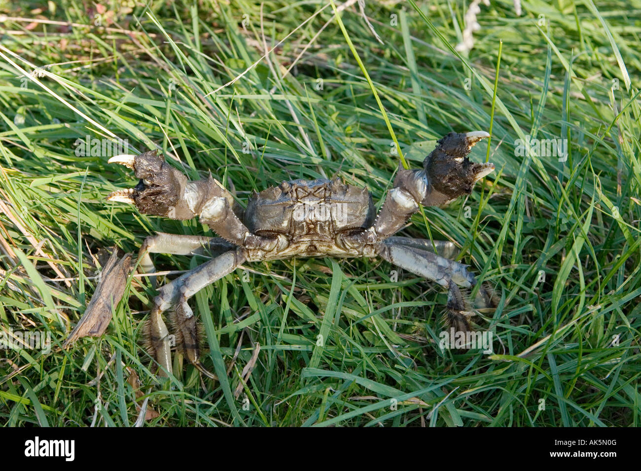 Chinese Mitten Crab Stock Photo