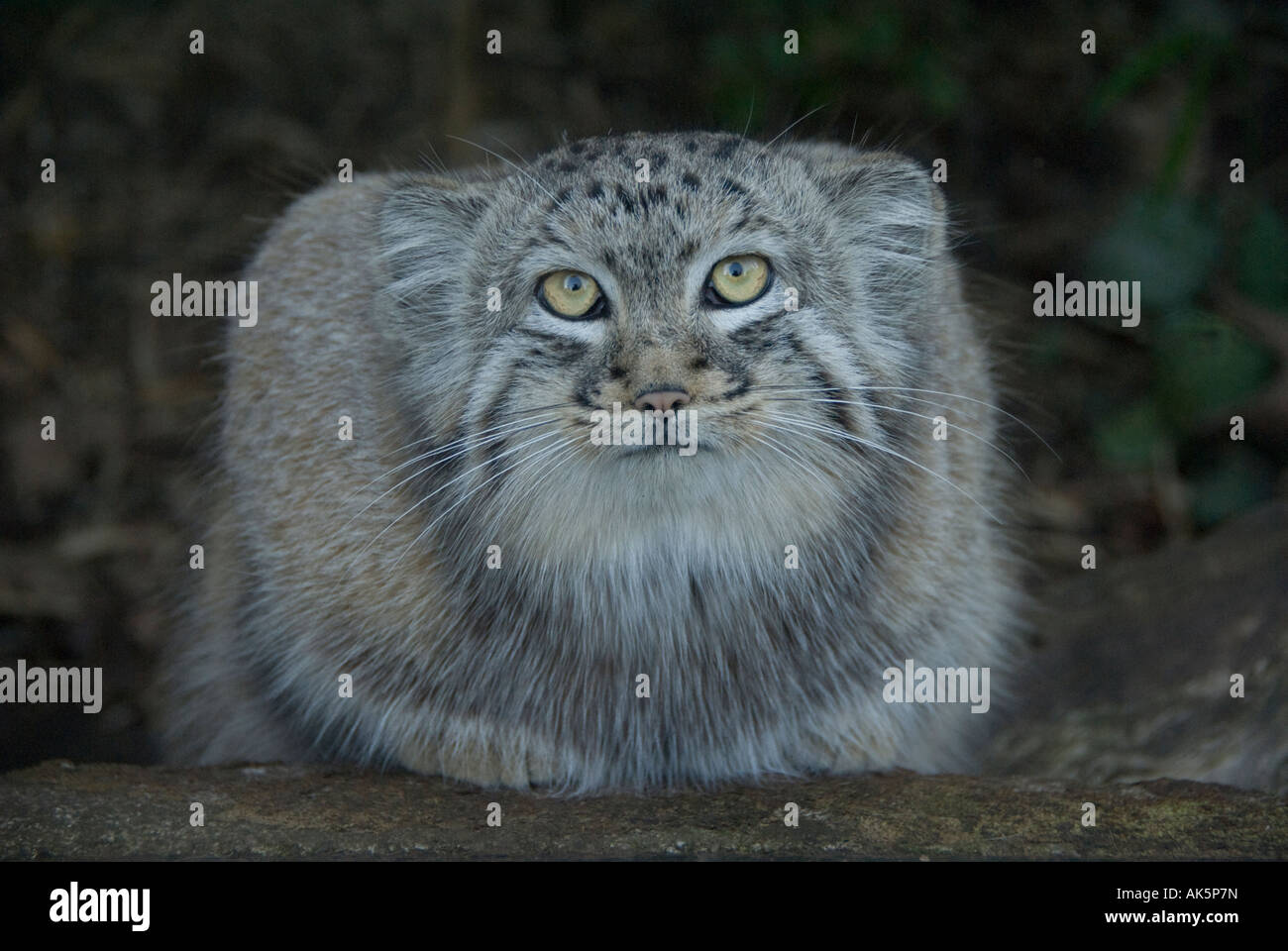 Pallas cat edinburgh zoo wild felis hi-res stock photography and images