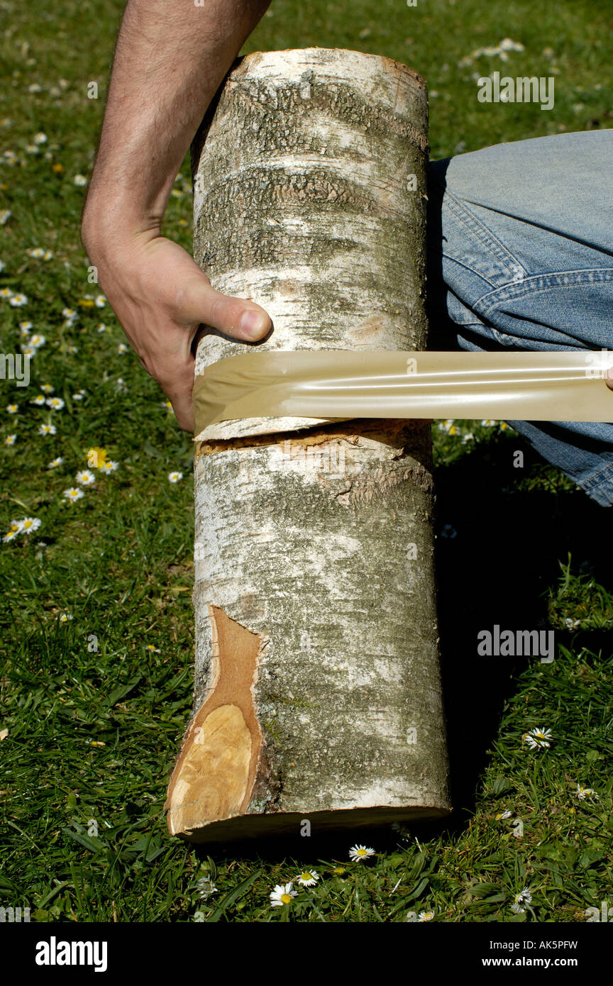 Mushroom cultivation Stock Photo