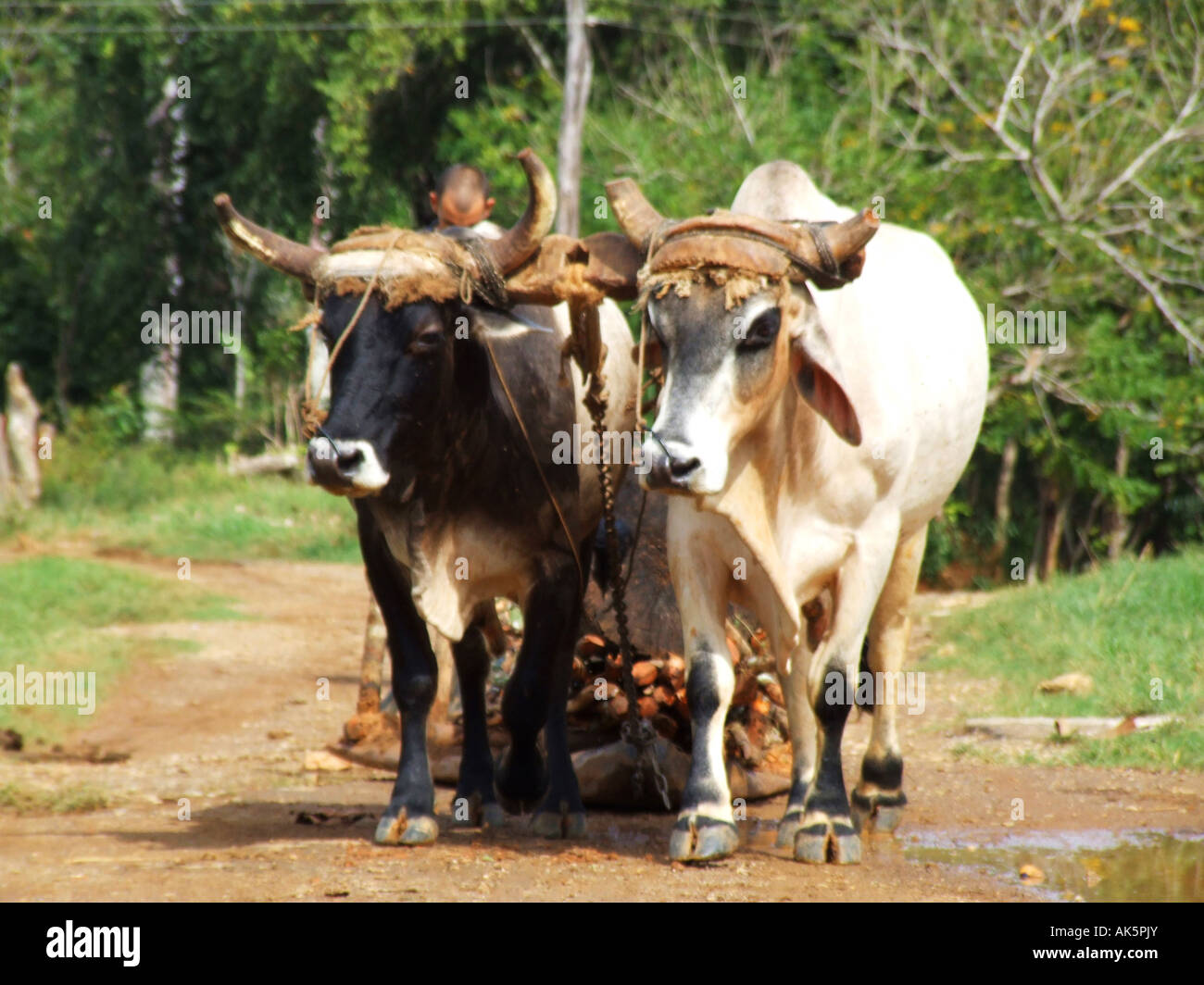 Ox sledge hi-res stock photography and images - Alamy