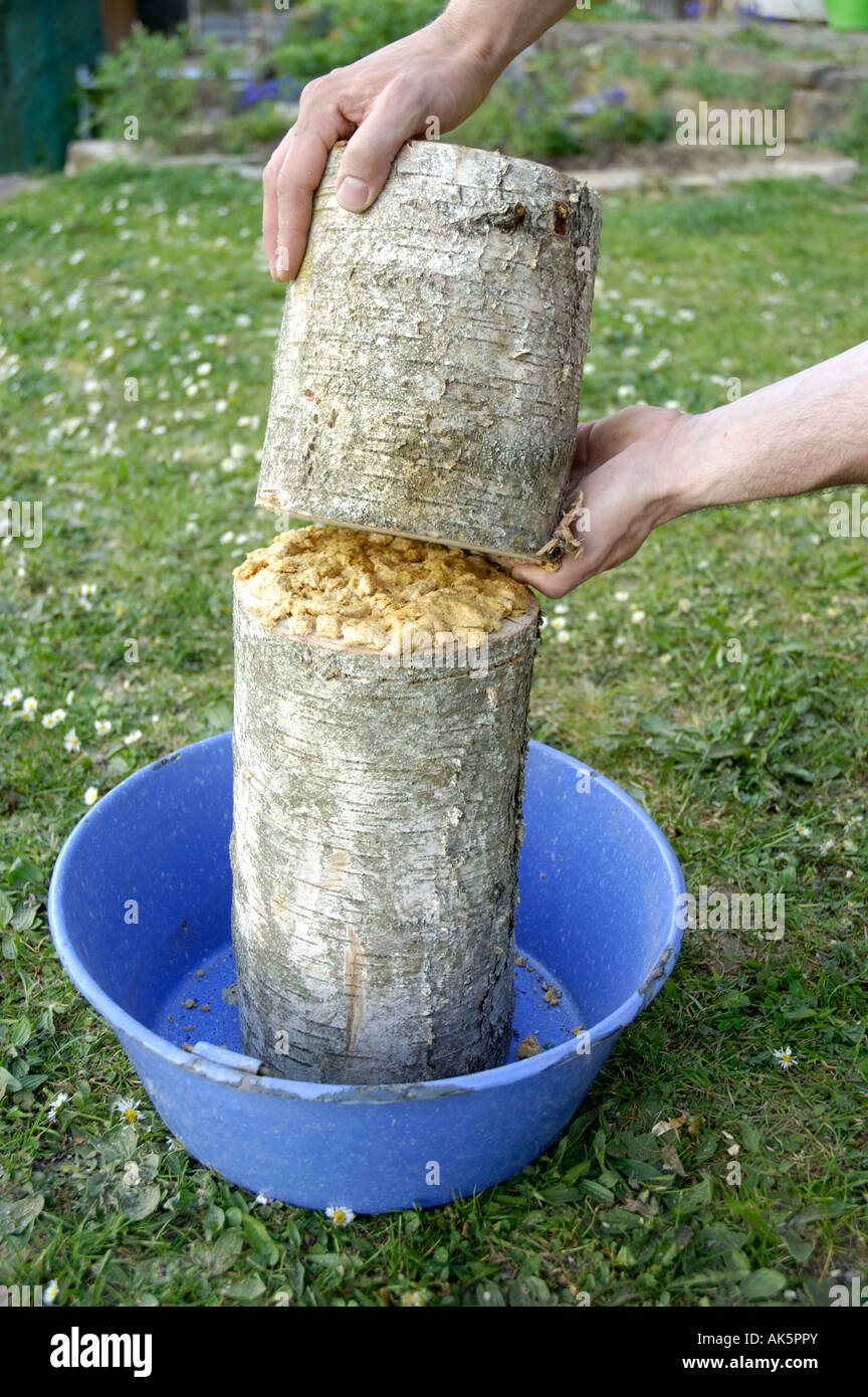Mushroom cultivation Stock Photo