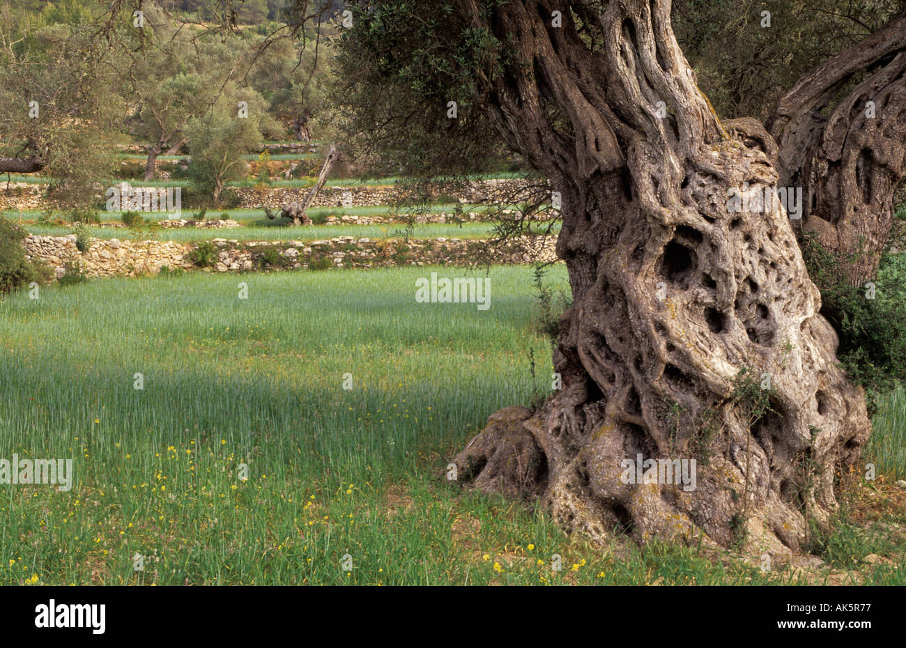 very old olive tree standing in a green meadow Stock Photo - Alamy
