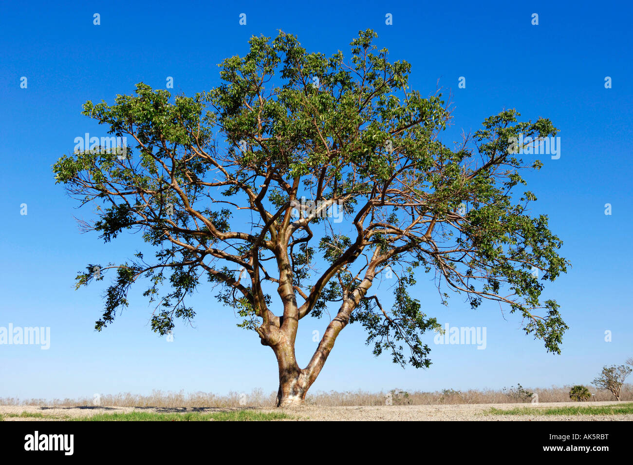 Gumbo limbo tree hires stock photography and images Alamy