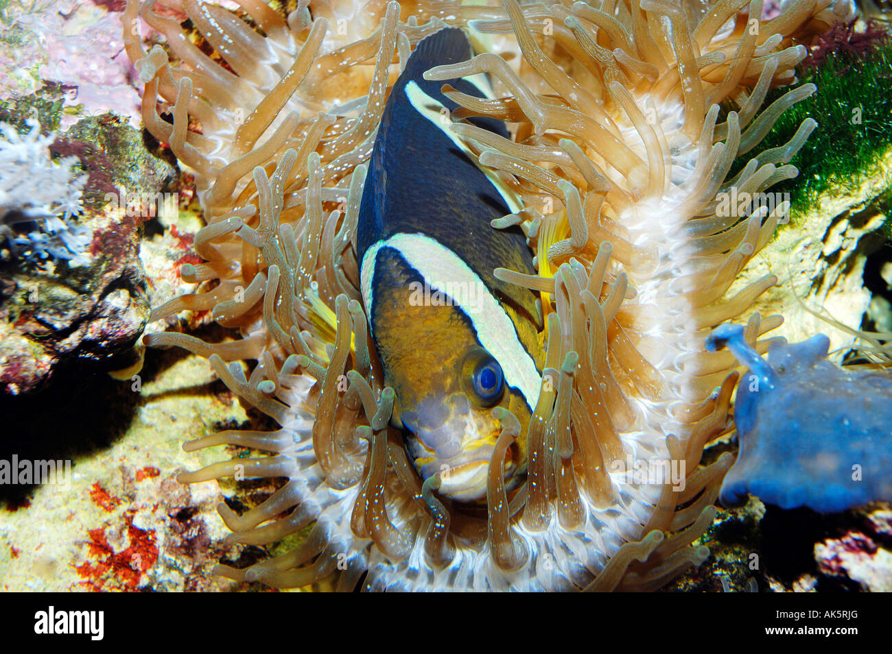 Clark's Anemonefish Stock Photo