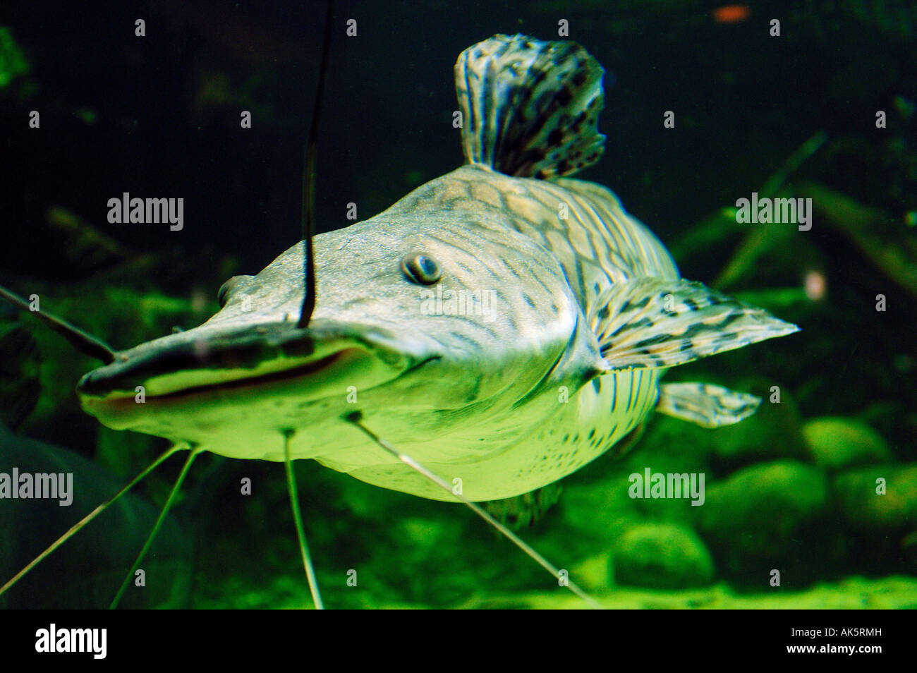 Zebra Shovelnose Catfish