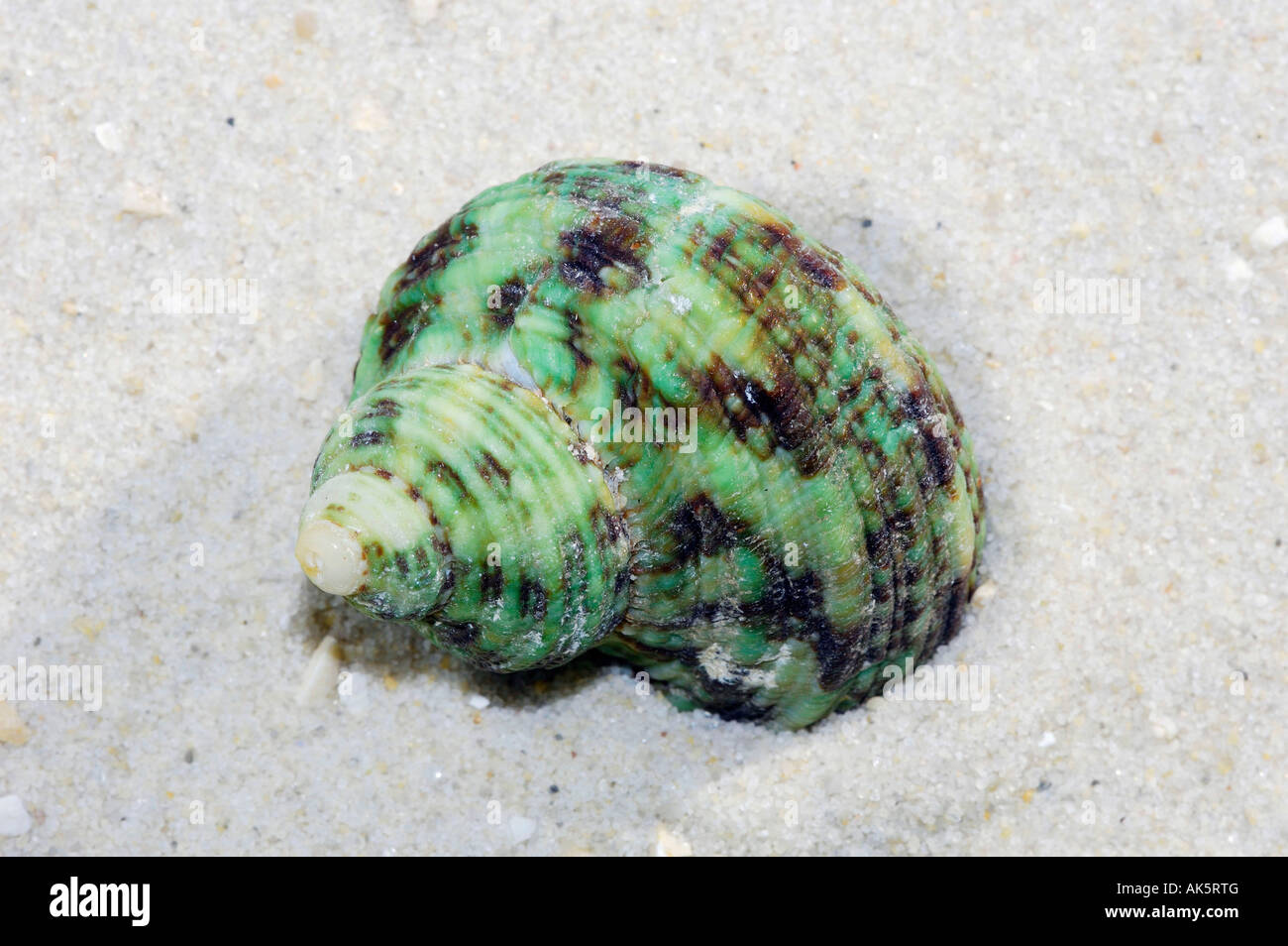 Turbo Fast Turbo Stinks Snails In Jail