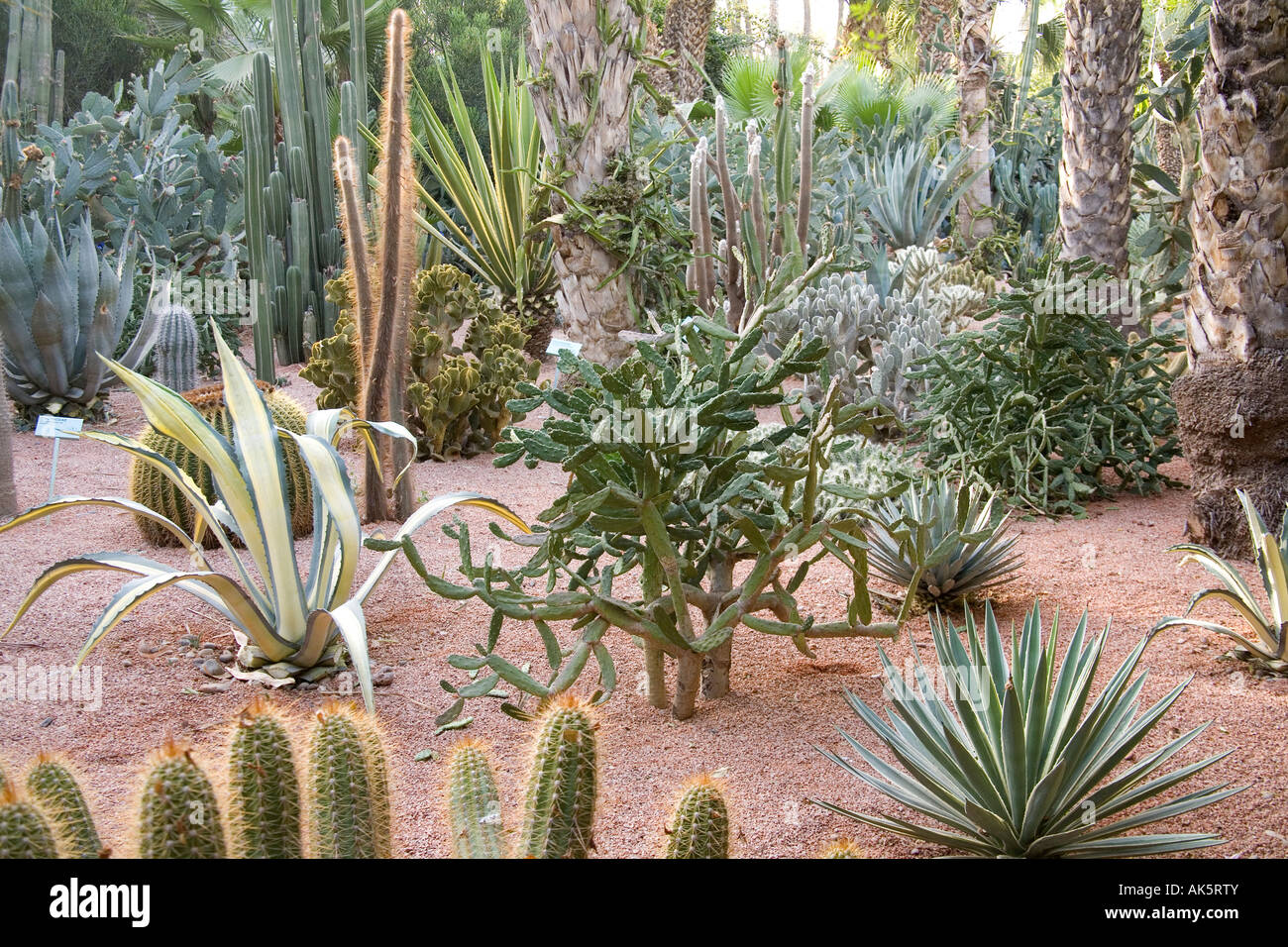 Cactus plants Marrakesh, Morocco ,Africa Stock Photo - Alamy