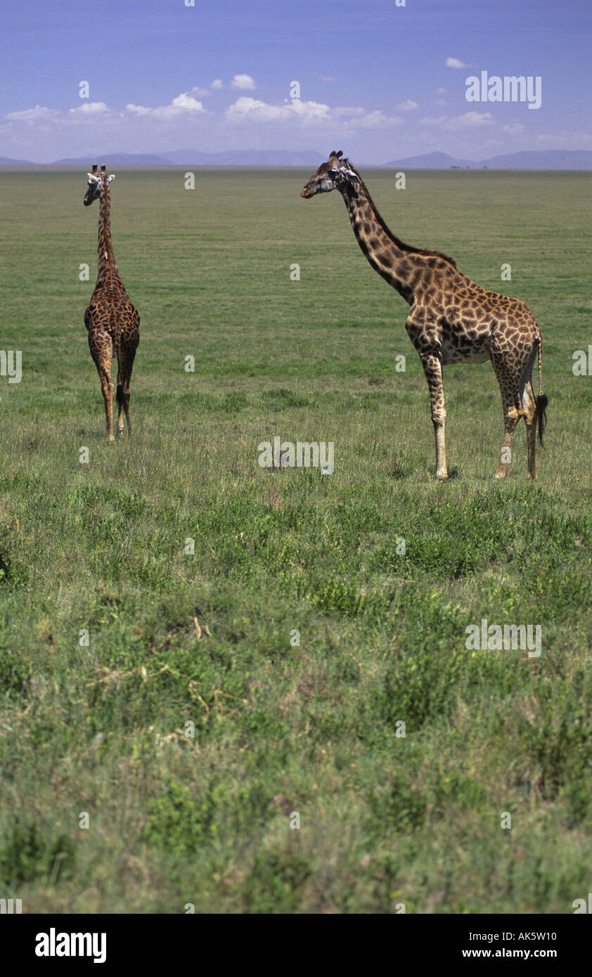 Serengeti park hi-res stock photography and images - Alamy