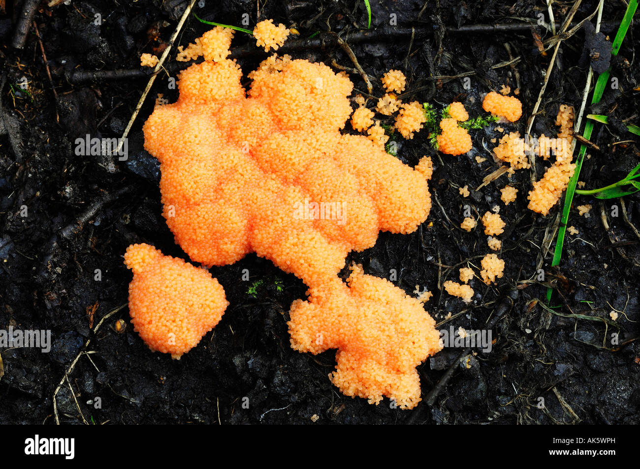Slime Moulds Stock Photo