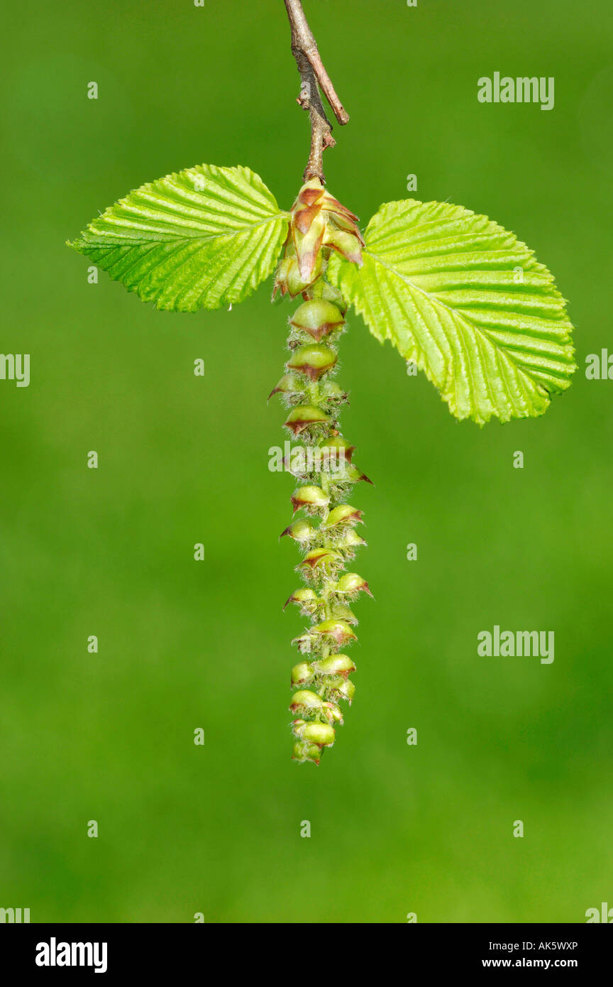 Hornbeam Stock Photo