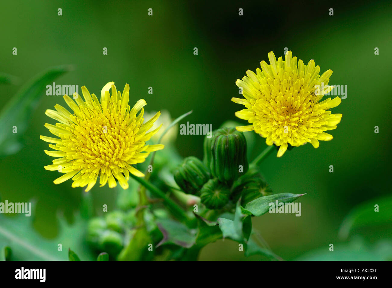 Smooth Sow Thistle Stock Photo