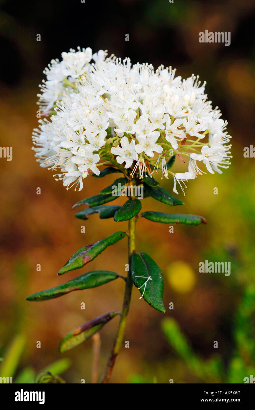 Marsh Labrador Tea Stock Photo Alamy