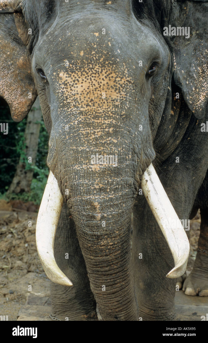 detail of the face of a elephant Stock Photo