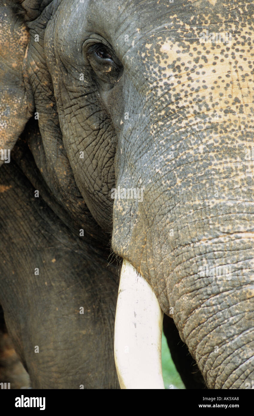 detail of the face of a elephant Stock Photo