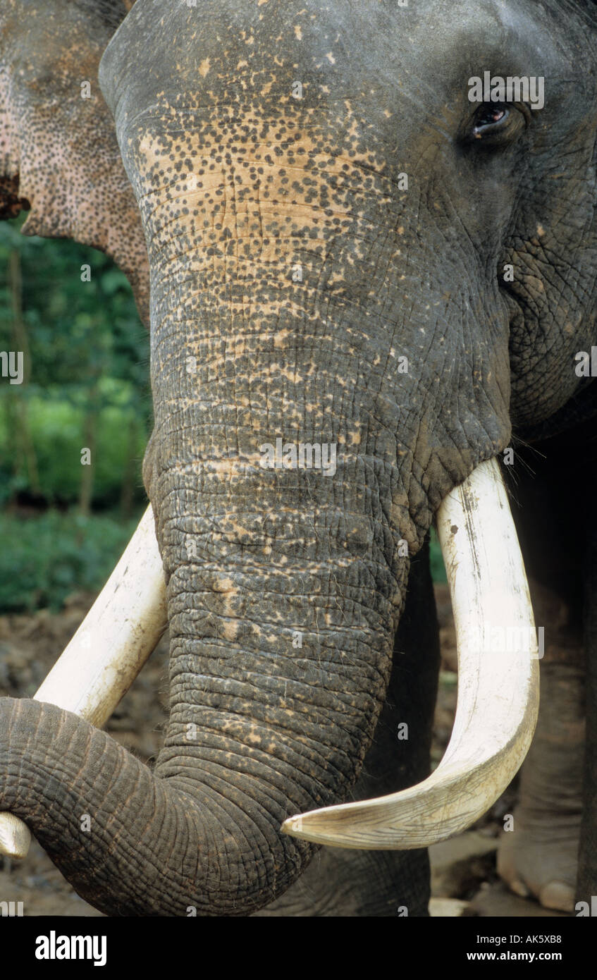 detail of the face of a elephant Stock Photo